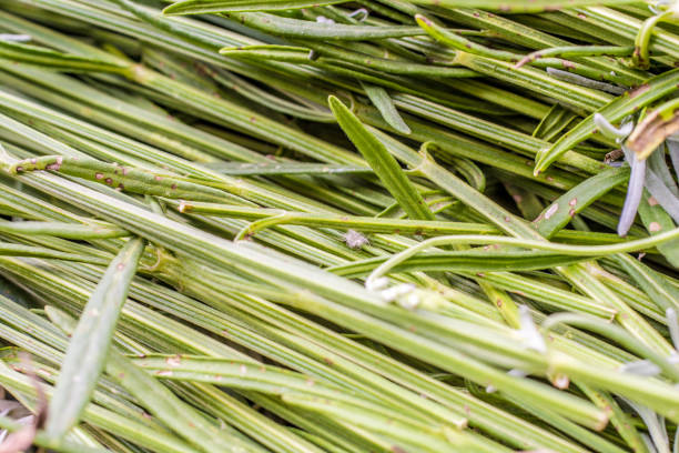 Lavender stalks in close-up