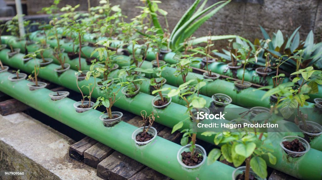 Aquaponics plants growing in pipes up on fish pond Aquaponics plants growing in metal pipes with circulating water right up on fish pond, permaculture farm project Aquaponics Stock Photo