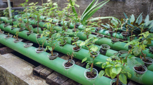 Aquaponics plants growing in pipes up on fish pond Aquaponics plants growing in metal pipes with circulating water right up on fish pond, permaculture farm project aquaponics photos stock pictures, royalty-free photos & images