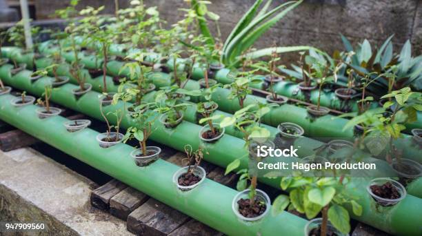 Aquaponics Plants Growing In Pipes Up On Fish Pond Stock Photo - Download Image Now - Aquaponics, Permaculture, Food