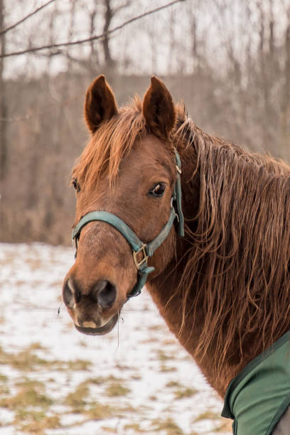 Morgan Horse in the snow