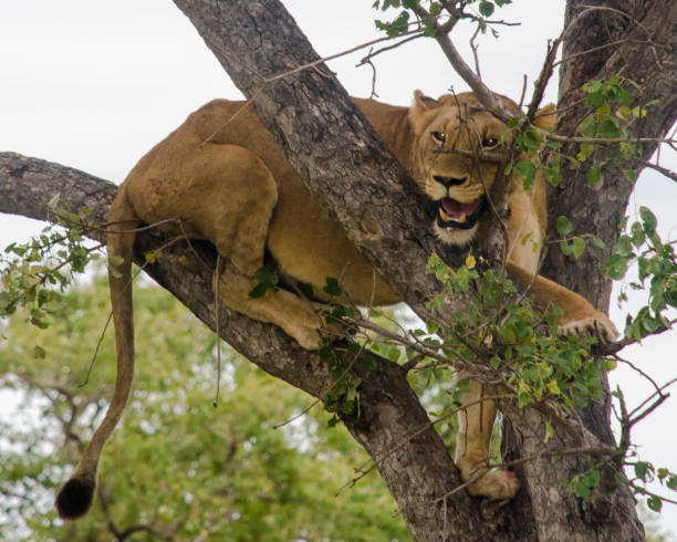 istock Female Lion stuck in a tree 947918414