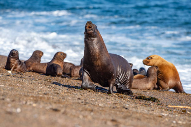 istock roaring sea lion seal on the beach close up portrait 947918708