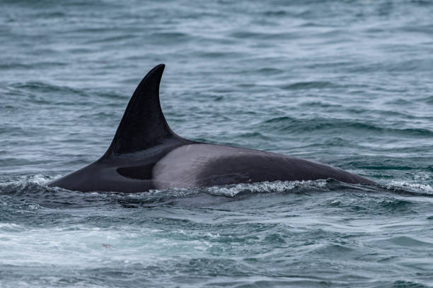 istock Orca killer whale attack a seal on the beach 947918814