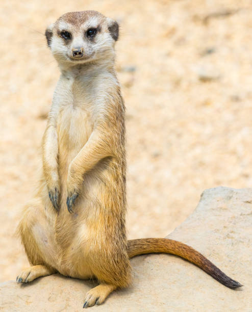 istock portrait of suricate in nature 947918906