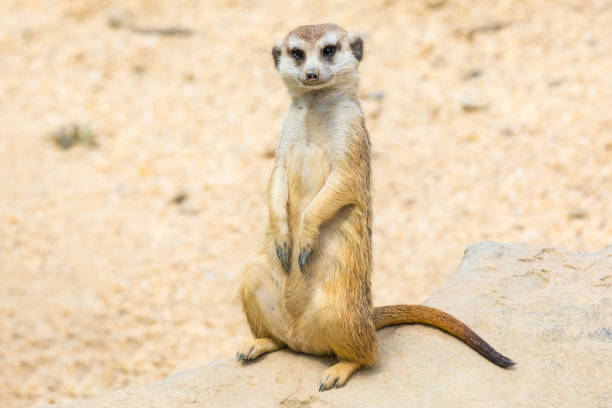 istock suricate portrait in nature looking at camera 947919040