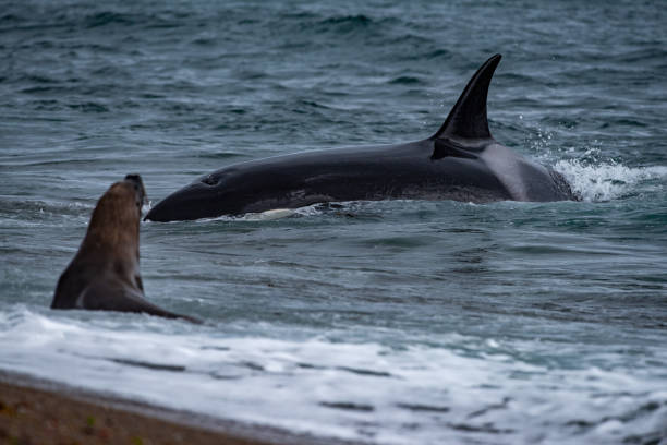 istock Orca killer whale attack a seal on the beach 947919110