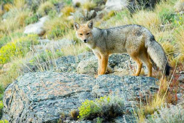 Patagonian Fox (Dusicyon culpaeus) Patagonian Fox (Dusicyon culpaeus) tierra del fuego archipelago stock pictures, royalty-free photos & images
