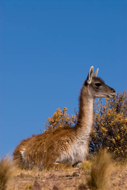 istock Guanaco (Lama Guanicoe) in Patagonia