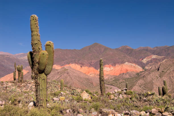 pasacana cactus (trichocereus pasacana) en el norte de argentina - photography north america cactus plant fotografías e imágenes de stock