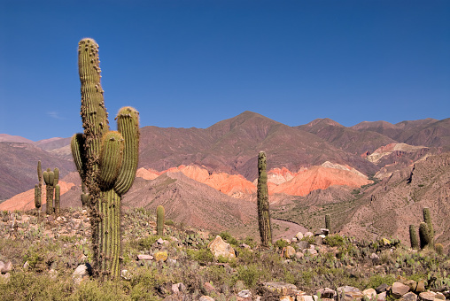 Pasacana Cactus (Trichocereus pasacana) in Northern Argentina