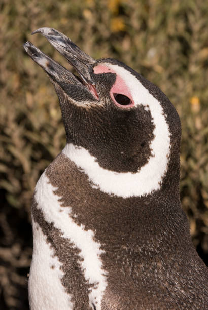istock Magellanic Penguin (Spheniscus magellanicus) in Patagonia