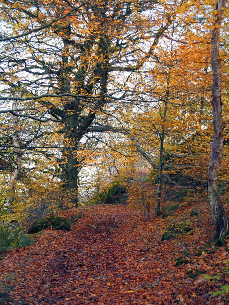 istock autumn beech forest with fallen leaves and golden colours 947927648