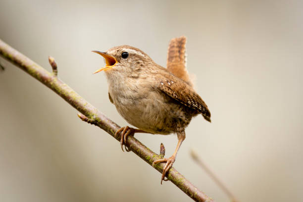 wren (troglodytes troglodytes) - wren fotografías e imágenes de stock