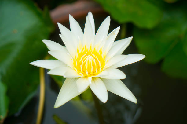 istock Close-Up Of White Flower 947936562