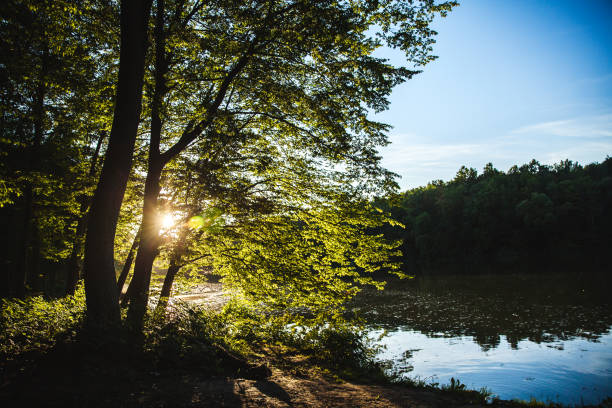 istock Beautiful sunset in the forest. nature 947937906
