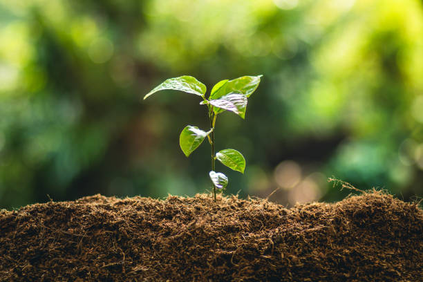 istock Planting trees growth passion fruit and hand Watering in nature Light and background 947937944