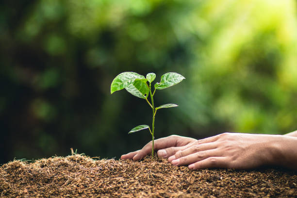 istock Planting trees growth passion fruit and hand Watering in nature Light and background 947937948