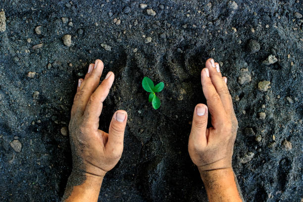 hands holding young plant. Ecology concept stock photo