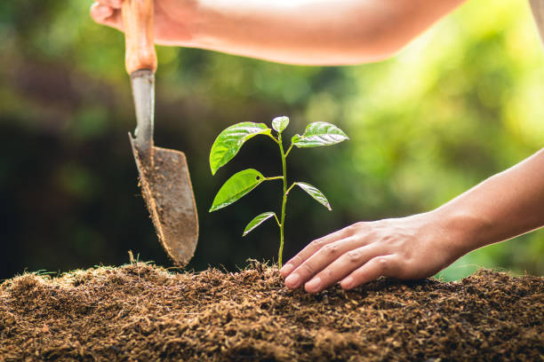 istock Planting trees growth passion fruit and hand Watering in nature Light and background 947947532