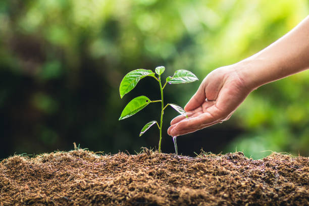 istock Planting trees growth passion fruit and hand Watering in nature Light and background 947947544