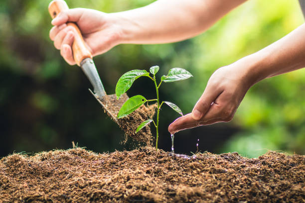 istock Planting trees growth passion fruit and hand Watering in nature Light and background 947947796