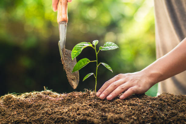 istock Planting trees growth passion fruit and hand Watering in nature Light and background 947947838
