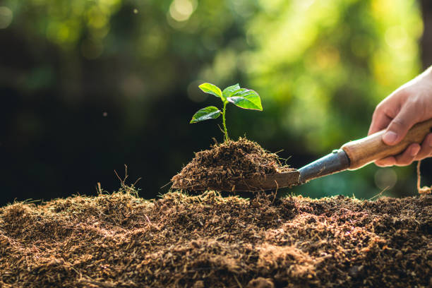 istock Planting trees growth passion fruit and hand Watering in nature Light and background 947948072