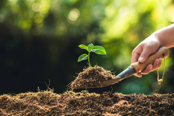 istock Planting trees growth passion fruit and hand Watering in nature Light and background 947948170