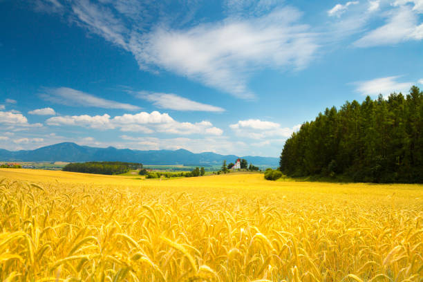 istock Rye field and chapel on the hill 947948854