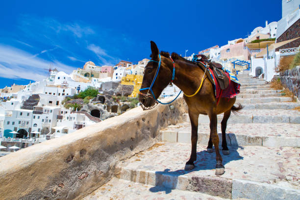 istock Donkey taxis in Santorini 947951130