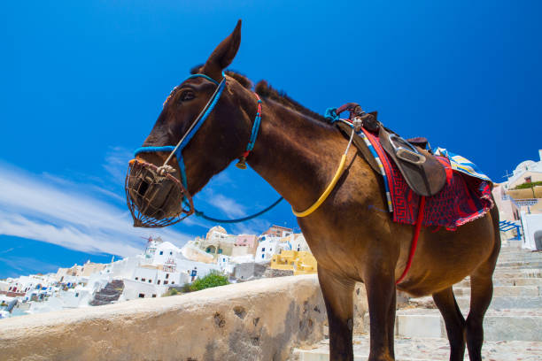 istock Donkey taxis in Santorini 947951136