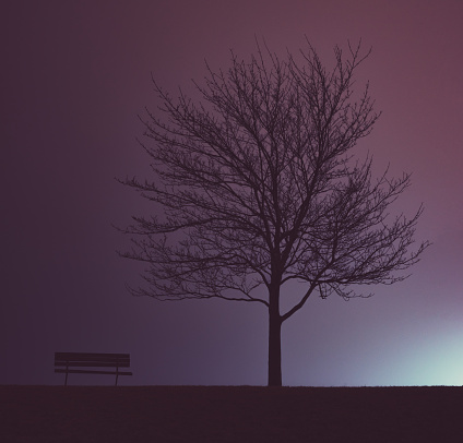 Tree and bench in fog.  Long exposure.