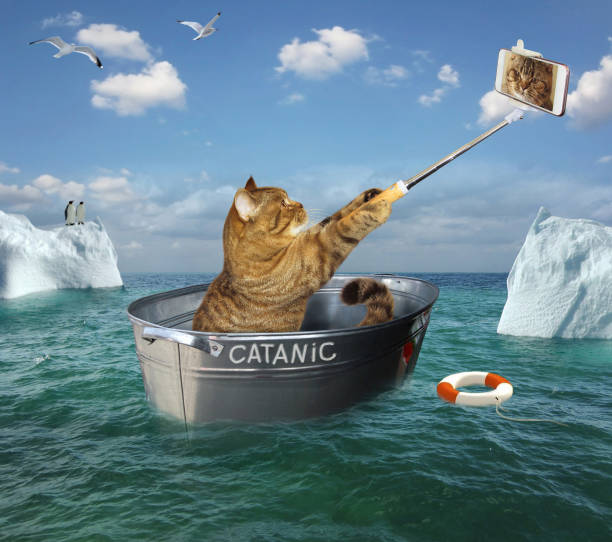 Cat with a phone on the boat