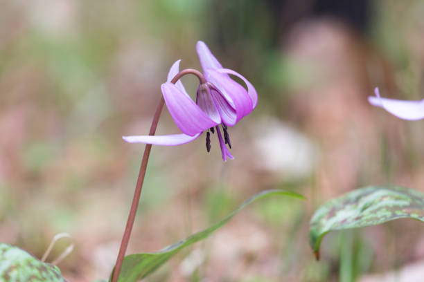 istock Dogtooth violet in japanese spring(Katakuri) 947959490