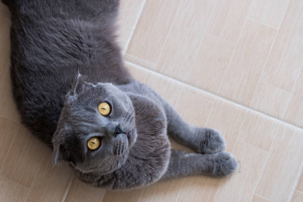 istock Scottish Fold Cat Looking at the Camera Lying Down 947959780