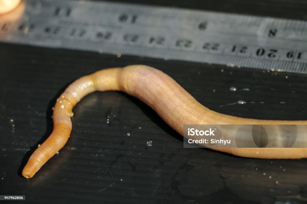 Nemertea is a phylum of invertebrate animals also known as ribbon worms or proboscis worms in the Sea for education. Penis Stock Photo