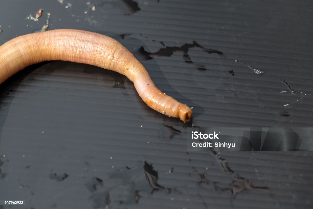 Nemertea is a phylum of invertebrate animals also known as ribbon worms or proboscis worms in the Sea for education. Penis Stock Photo
