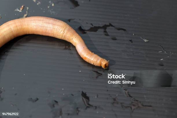 Nemertea Is A Phylum Of Invertebrate Animals Also Known As Ribbon Worms Or Proboscis Worms In The Sea For Education Stock Photo - Download Image Now