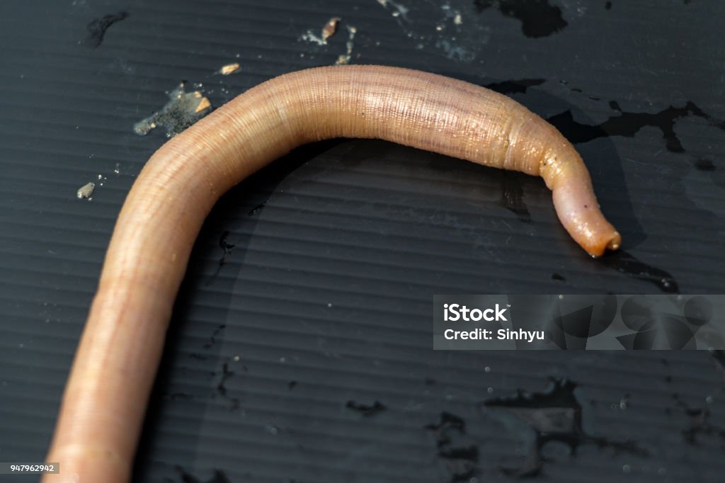 Nemertea is a phylum of invertebrate animals also known as ribbon worms or proboscis worms in the Sea for education. Anatomy Stock Photo