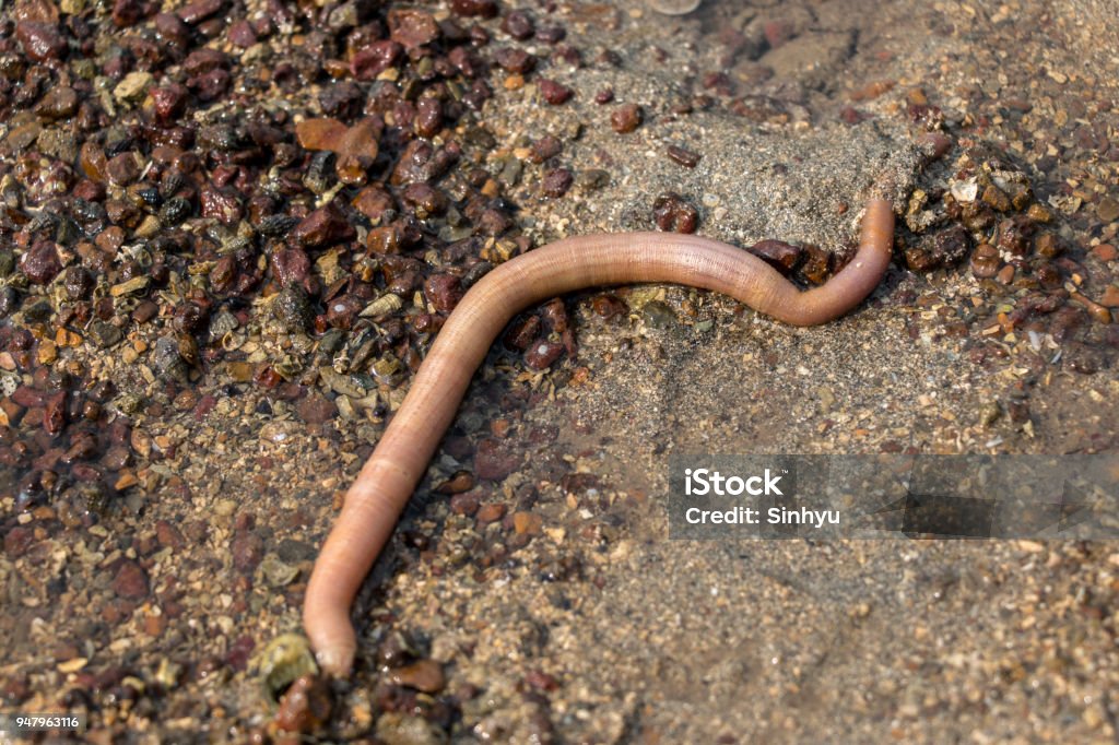 Nemertea is a phylum of invertebrate animals also known as ribbon worms or proboscis worms in the Sea for education. Ribbon - Sewing Item Stock Photo