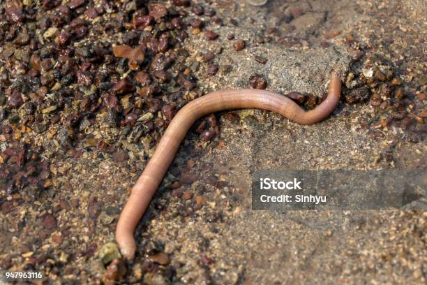 Nemertea Is A Phylum Of Invertebrate Animals Also Known As Ribbon Worms Or Proboscis Worms In The Sea For Education Stock Photo - Download Image Now