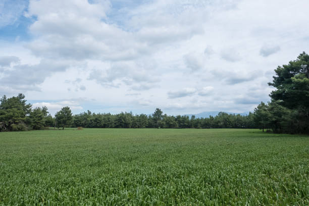 istock Green Wheat Field Surrounded by Pine Trees 947964902