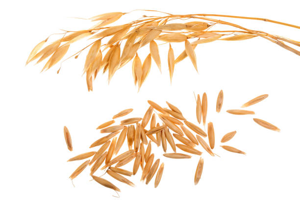 istock oat spike with grains isolated on white background 947979780
