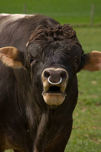 Noordoosten nemen Regulatie 320+ Bull Nose Ring Stock Photos, Pictures & Royalty-Free Images - iStock | Bull ring, Handshake Noordoosten nemen Regulatie 320+ Bull Nose Ring Stock Photos, Pictures & Royalty-Free Images - iStock | Bull ring, Handshake