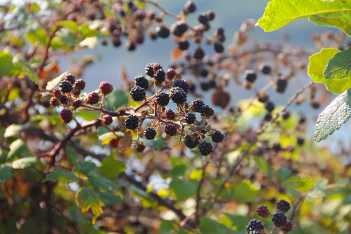 Wild Blackberry fruit growing on branch close up