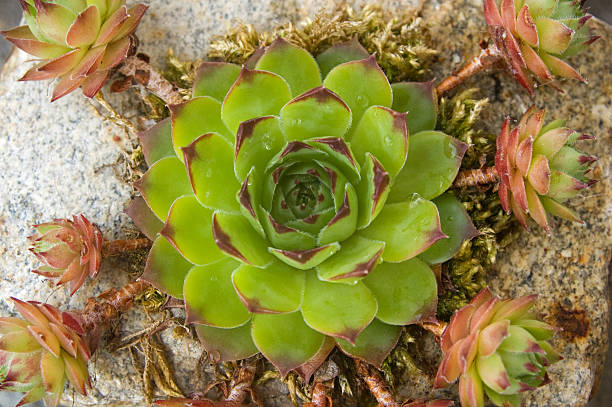 cactus in un calcolo - soboliferum foto e immagini stock