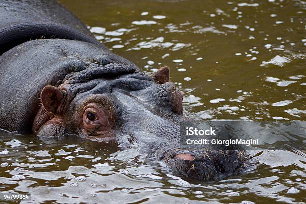 Ippopotamo Rinfrescante Nellacqua - Fotografie stock e altre immagini di Acqua - Acqua, Acqua stagnante, Africa