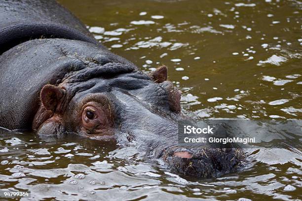 Hipopótamo Actualizar Na Água - Fotografias de stock e mais imagens de Animal - Animal, Animal de Safari, Fotografia - Imagem