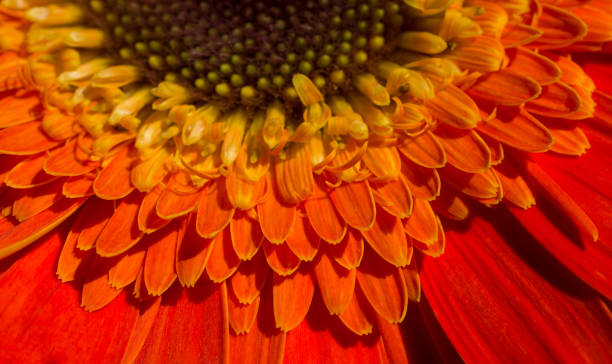 istock Amazing colorful Spring flowers in macro 947995316